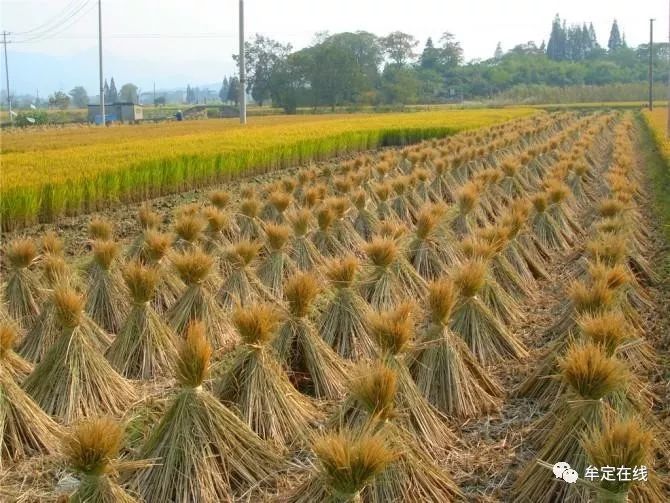 田头的稻草堆兴国农村男孩女孩的童年记忆