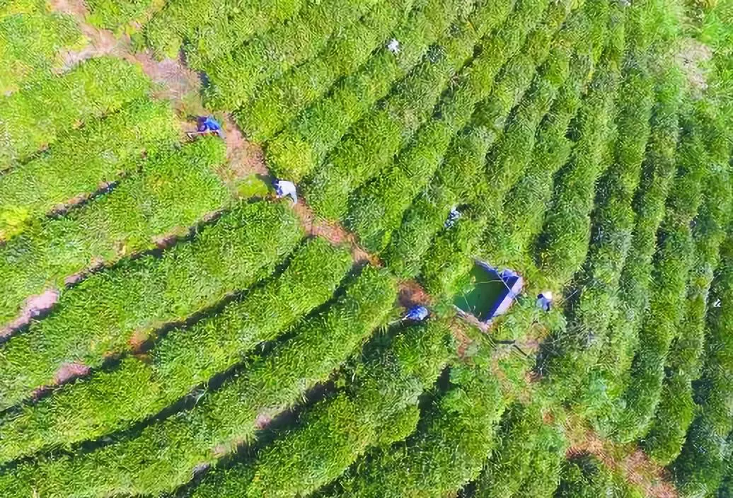 沅陵碣滩茶是大湘西地区茶叶公共品牌"潇湘"茶的 区域内地域商标和