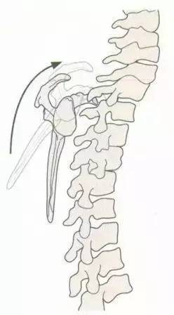 姿势评估之肩胛骨评估(笔记)