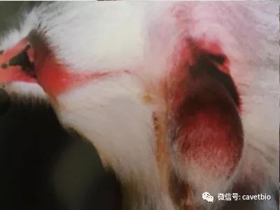 【动物疫病】羊传染性脓疱