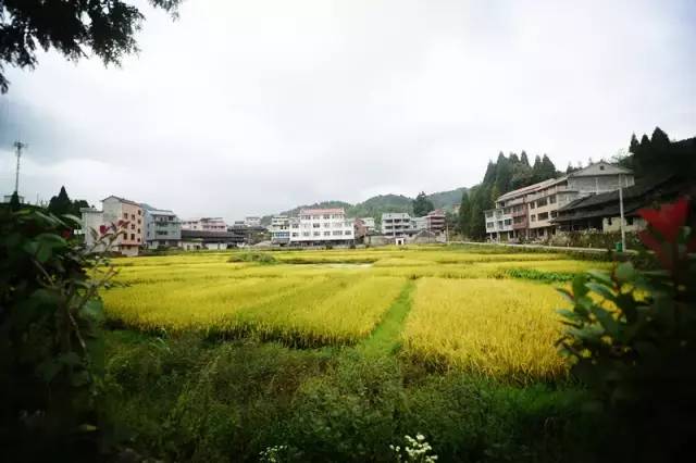 一年一度秋风劲 不似春光 为了进一步宣传黄垟乡峰山村的乡村旅游和