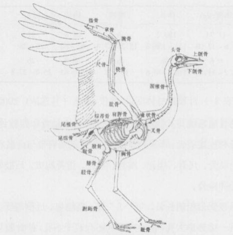 用仙鹤的尺骨制成,为骨笛赋予了生命的意义.