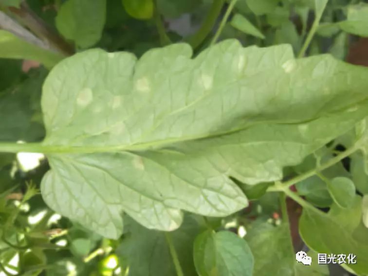 技术番茄叶霉病防治技术