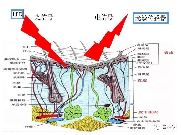 蘋果、小米、榮耀智能手環都能測衛生紙心率？網友「測遍萬物」玩壞了 科技 第5張