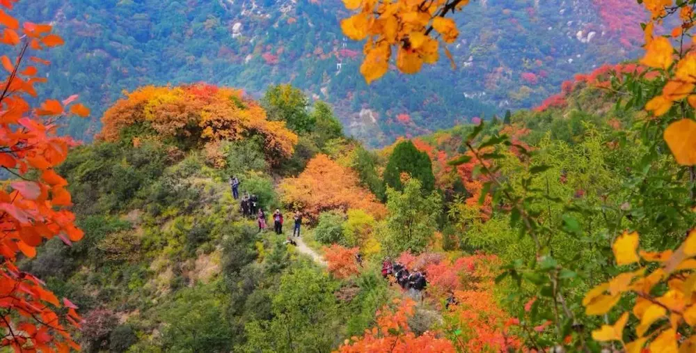 重阳节赏秋只知香山?咱大河南这十处赏秋佳景早已如诗