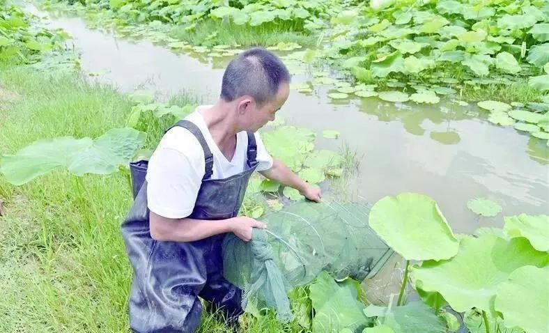 荷花地里可以养小龙虾吗