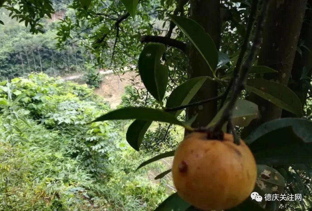 好爽德庆象牙山里的野山竹熟啦男子徒手爬数米高大树摘果