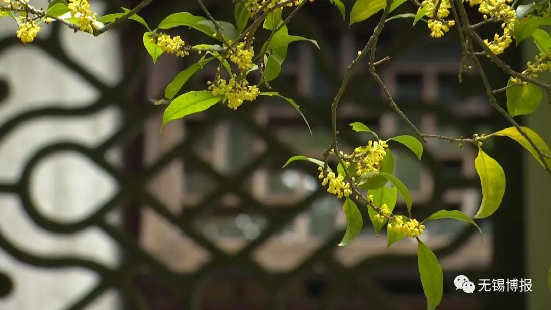 听说无锡人的秋天,是"桂花味儿"的!