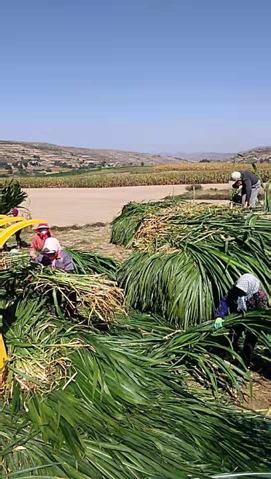 甘肃定西2200多亩巨菌草喜获丰收