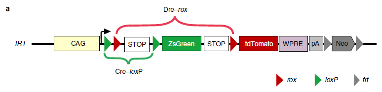 natureprotocols深度解读dealt谱系示踪技术