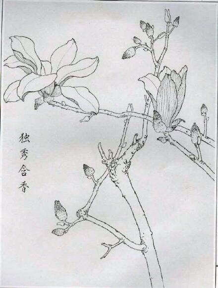 工笔绘画技法:玉兰花线描画谱