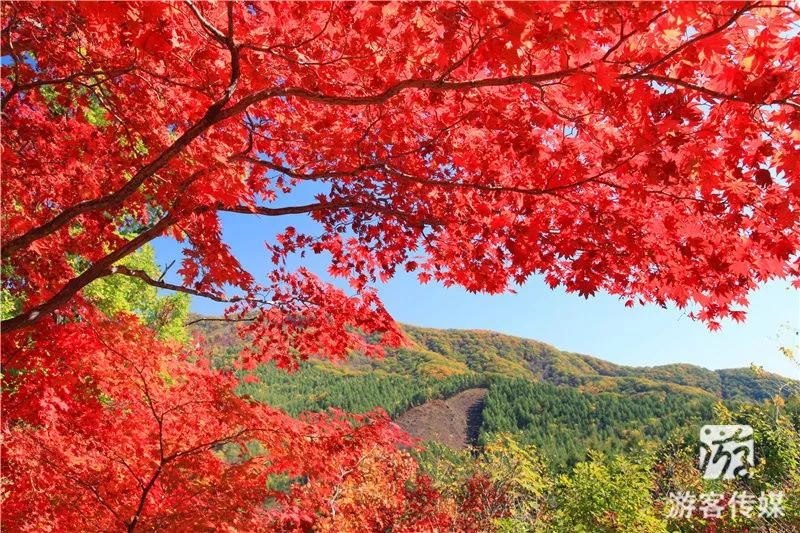 秋游辽宁|宽甸花脖山_枫叶