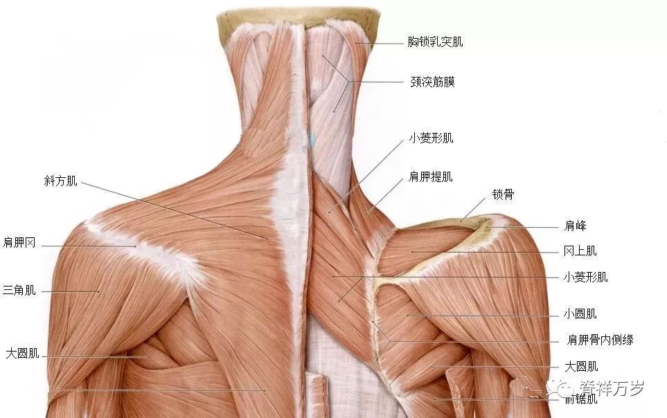 肩,颈 手法需要松懈的肌肉_颈部