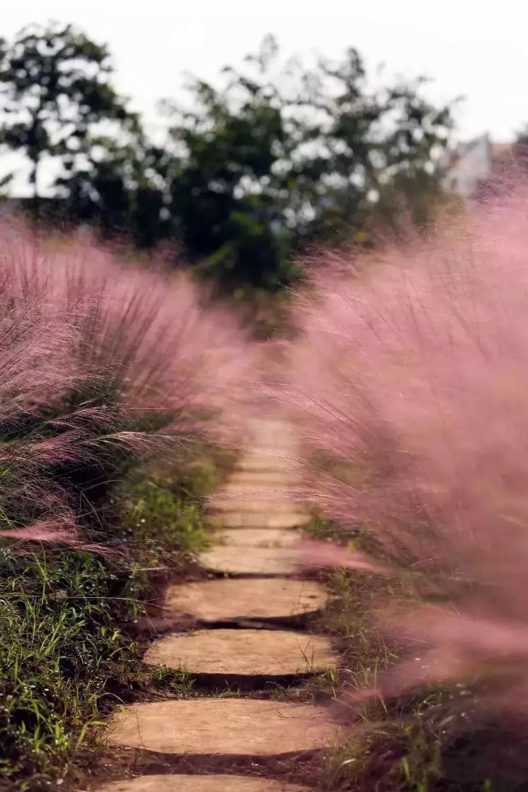 粉黛乱子草