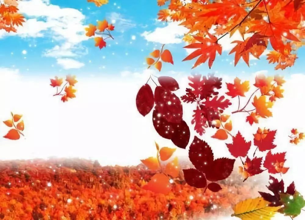 枫叶飘飘,一叶知秋的美丽