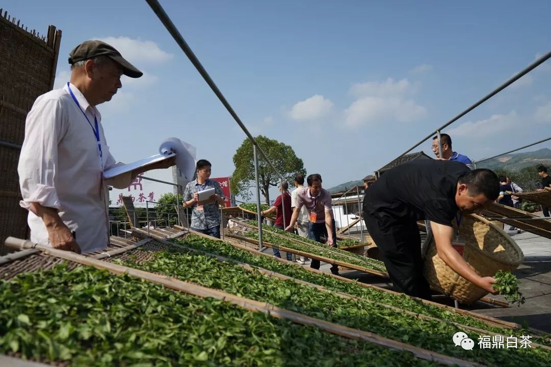 茶讯| 第二届福鼎白茶传统工艺制茶大师暨首届制茶能手评选今日开赛