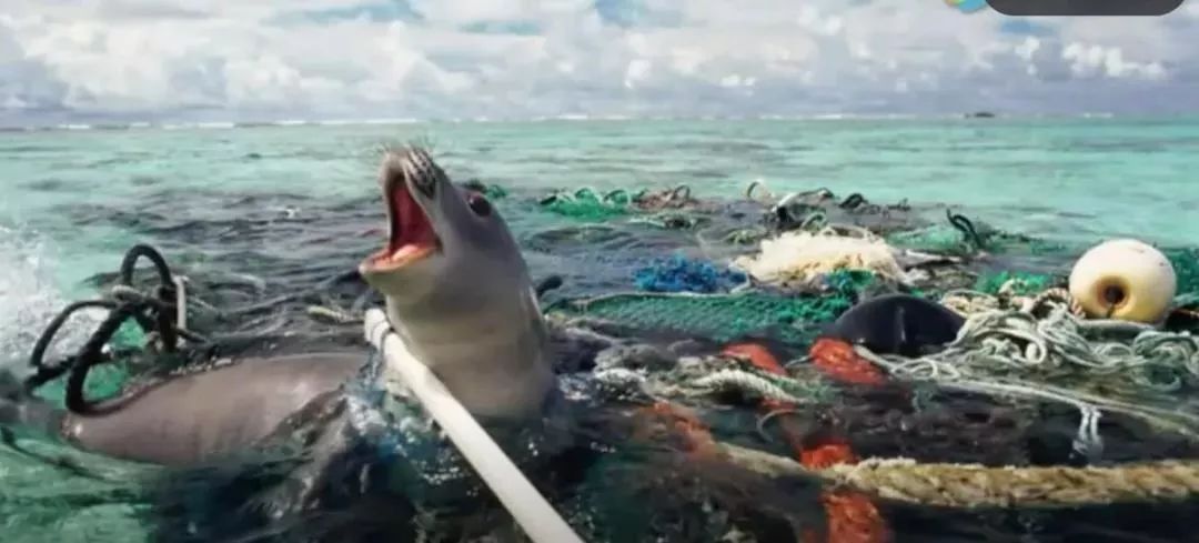 在海洋垃圾中挣扎的海豹