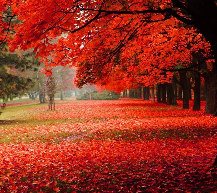 遇见最美的秋色,这些地方一定不能错过