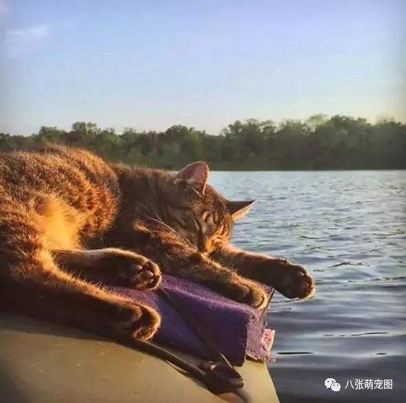 于是小哥返回把猫咪接上船 接下来便一发不可收拾 虽然皮划艇很小 但