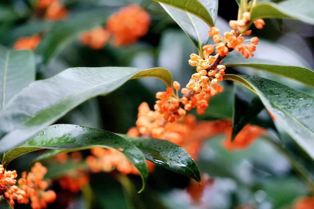 满城尽飘桂花香 游人醉窝"桂花雨"