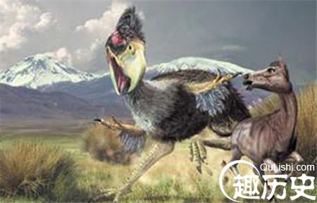 揭秘:考古发现5000万年前恐怖鸟