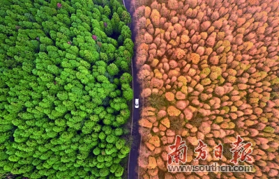 重庆山王坪,水杉林,柳杉林等树木构成一幅层林尽染的画卷.新华社 发