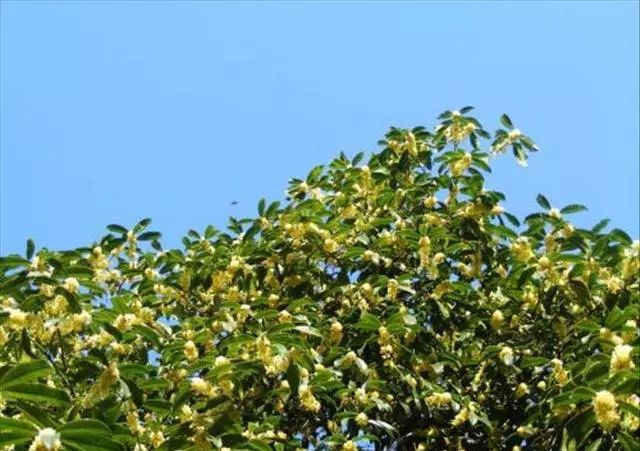 桂花树怎样种植,桂花树种植技术