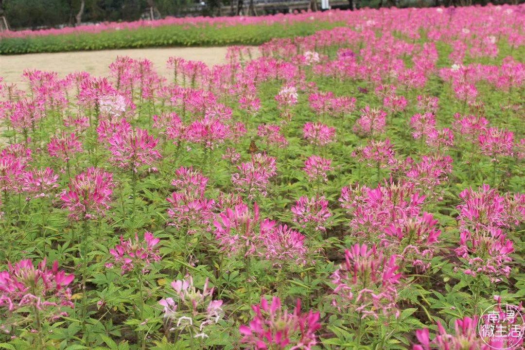 南浔市民广场3500平醉蝶花海迎来最美盛花期周末赏花去