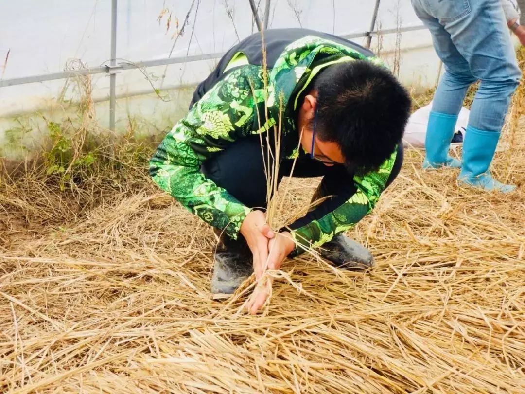 2015年,我们学着搓草绳,做稻草人,一起护秋.