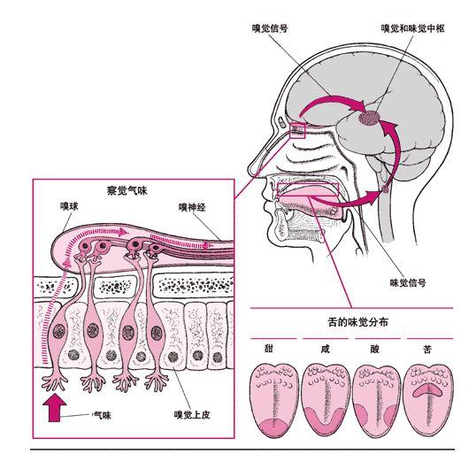 人类的感觉有没有可能被伪造?