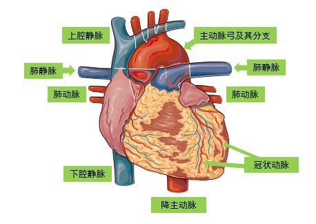 四:心脏的外观(背面)