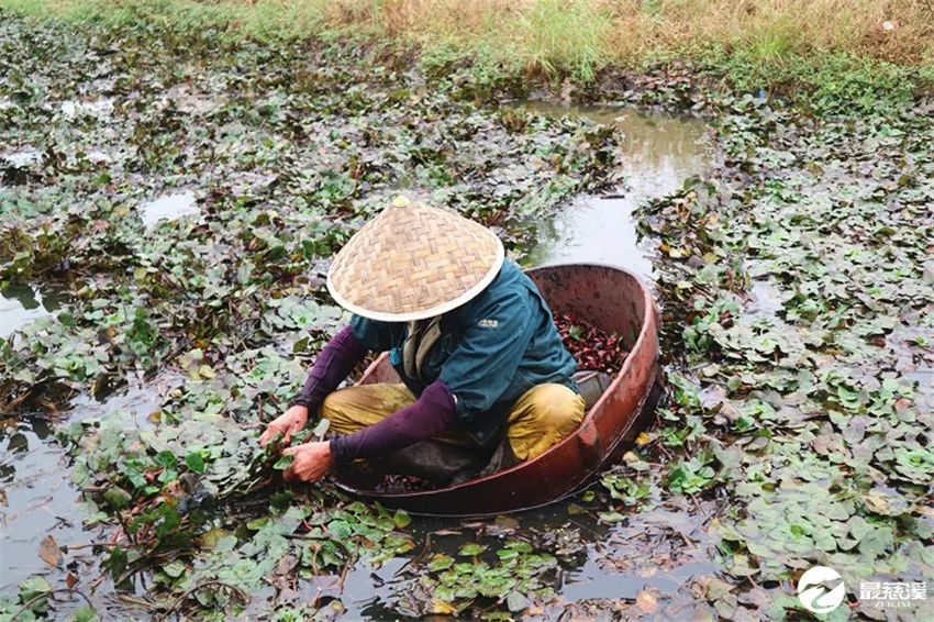 看着采菱人坐在大木桶里采摘,又想起小时候和小伙伴们嬉闹的时光.