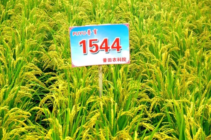 超级稻44,公顷产量达到10吨粮,卖完粮大哥说