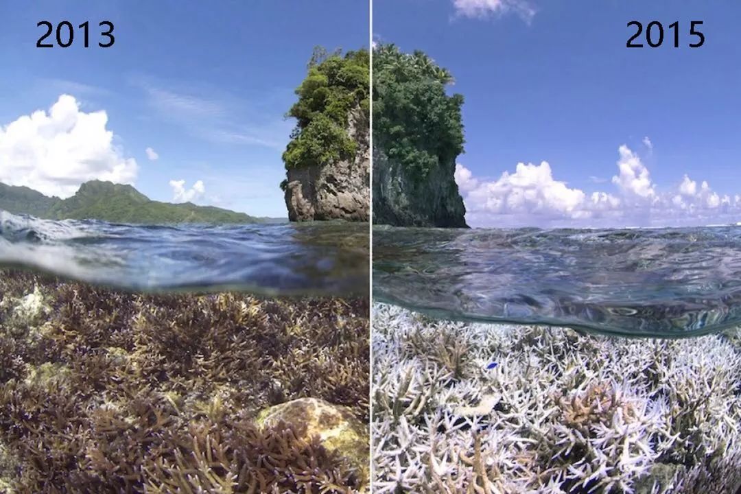 海洋酸化导致珊瑚白化