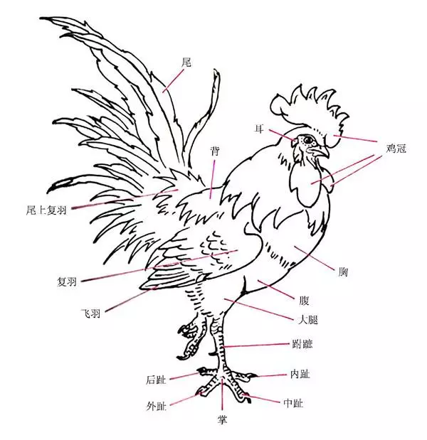 教你来作画之怎么画鸡