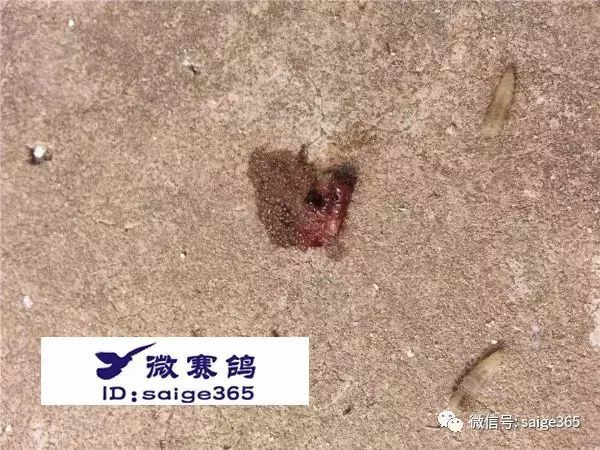 雏鸽脚后跟: 下图为被"吸血鬼"蛆虫"咬伤"的幼鸽脚后跟——有以下症状