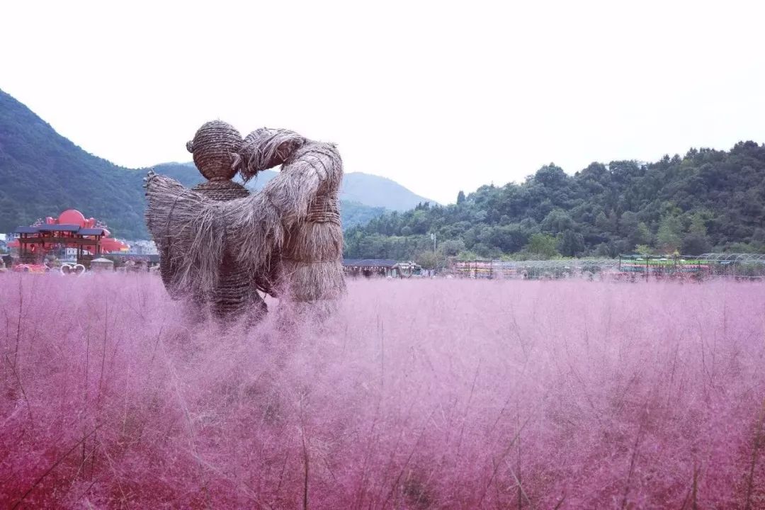 抖音同款!乐清惊现浪漫花海,如同置身粉红云雾!情侣都