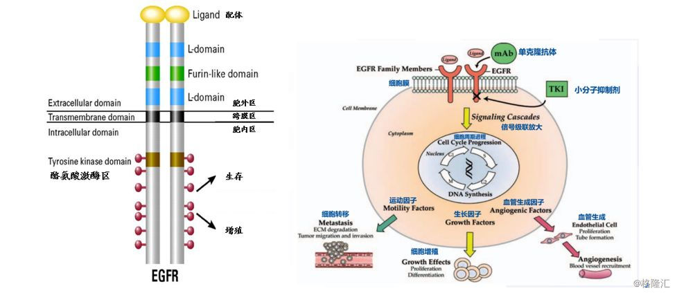 egfr为一种跨膜受体,激活后可促进细胞转移,细胞增殖,血管生成正常