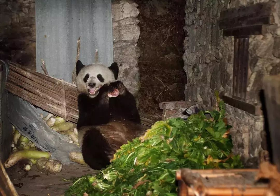 滚滚故事 | 野生大熊猫"御用"摄影师:记录人与熊猫的奇妙故事