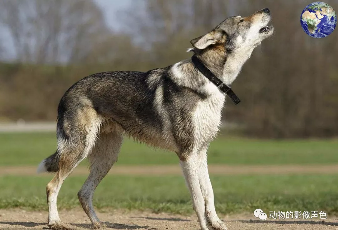 威武雄壮的捷克狼犬,专门由特种部队培育出来的特种犬
