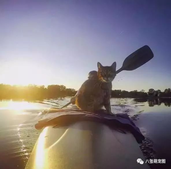 这猫就因有天,看主人正准备划皮划艇出去玩时,上了一趟船后.