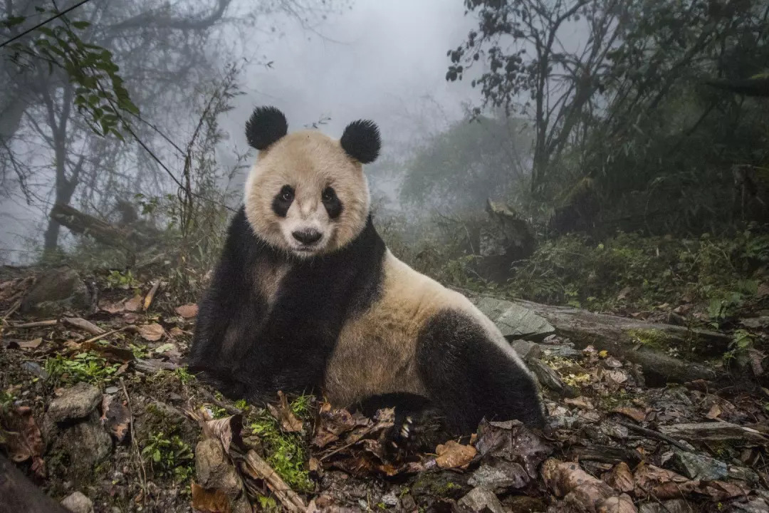 美国战地记者蛰伏中国深山三年,只为一组野生熊猫照