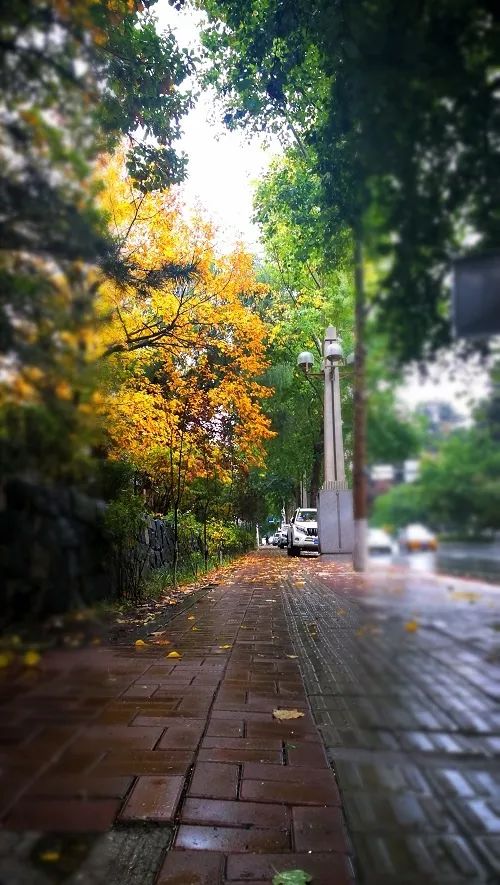 视觉志绵绵细雨后秋色宜人