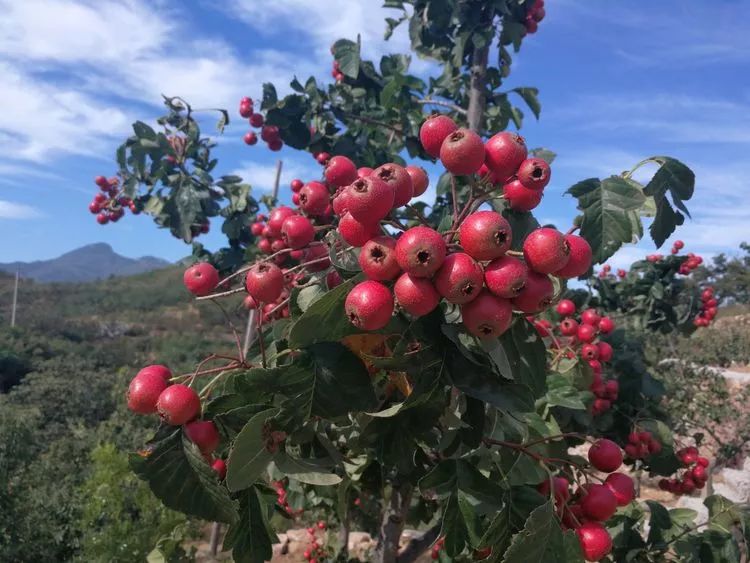 来泉城近郊南山南,邂逅一场山楂树之恋