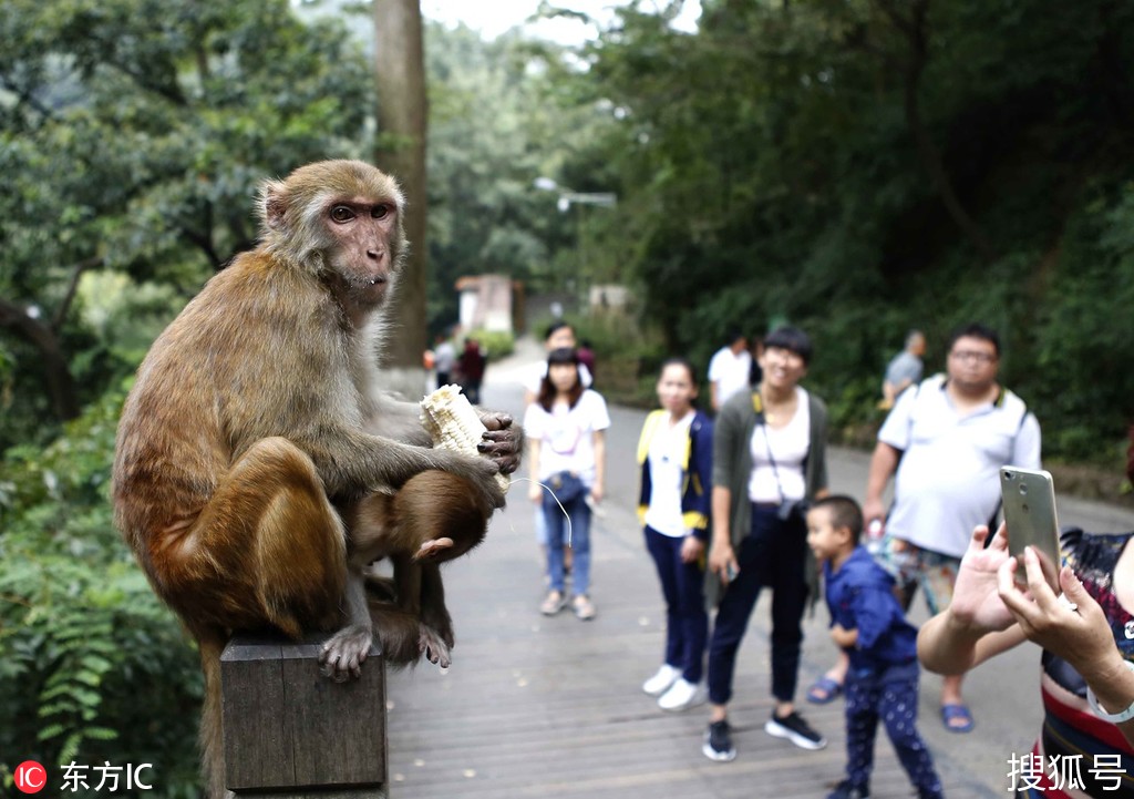 贵阳黔灵山上猴子混"帮派"当地人为四大猴王取名