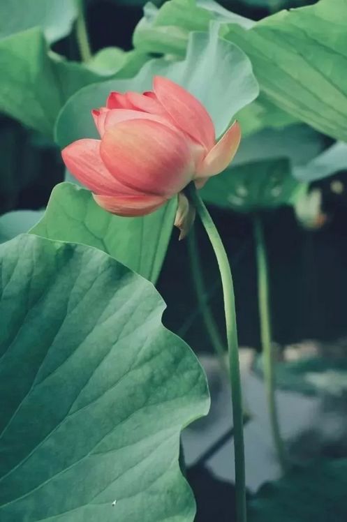 我愿做雨后的那朵莲, "落红不是无情物, 化作春泥更护花.