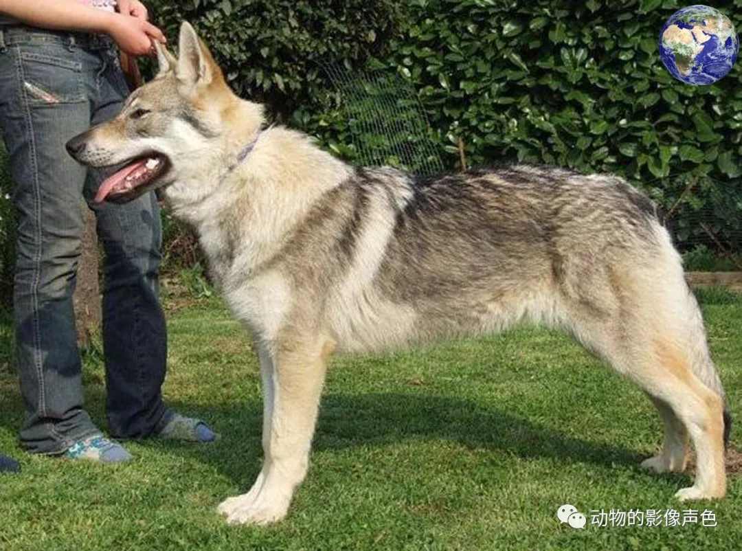 威武雄壮的捷克狼犬,专门由特种部队培育出来的特种犬