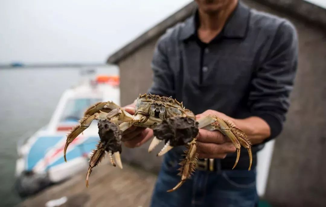 那么爱吃阳澄湖大闸蟹,不骗你骗谁