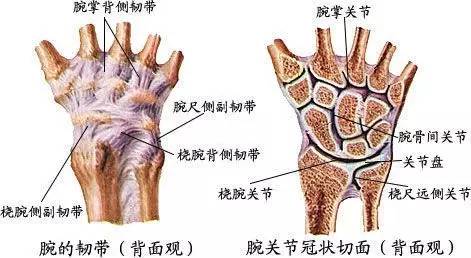 影像基础腕关节脱位及x线阅片技巧看这里