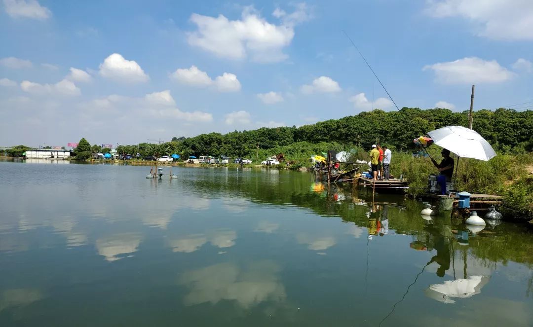 据当地钓友讲,钓场中除了淡水白鲳之外,还有数量较多的鲈鱼,鲇鱼,叉